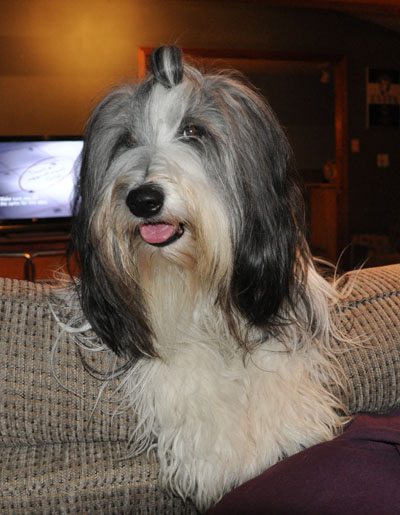Skye leaning over the back of the sofa to see what mommy is doing.